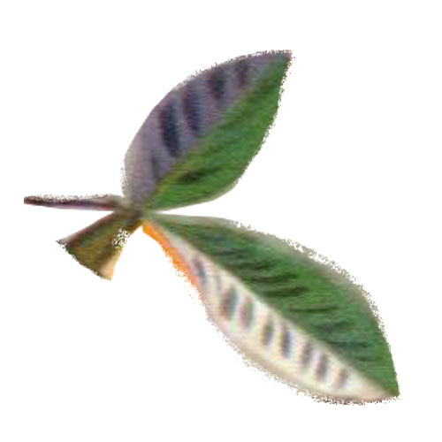 feuilles1-ss-fd
